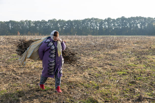 The mature woman clears a field of dry sunflower stems after harvesting. The mature woman carries a bunch of dry sunflower stems after harvesting in an agricultural field. rag picker stock pictures, royalty-free photos & images