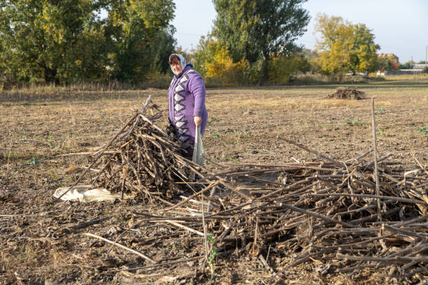 The mature woman clears a field of dry sunflower stems after harvesting. The mature woman collects dry stems from sunflowers after harvesting in an agricultural field. rag picker stock pictures, royalty-free photos & images