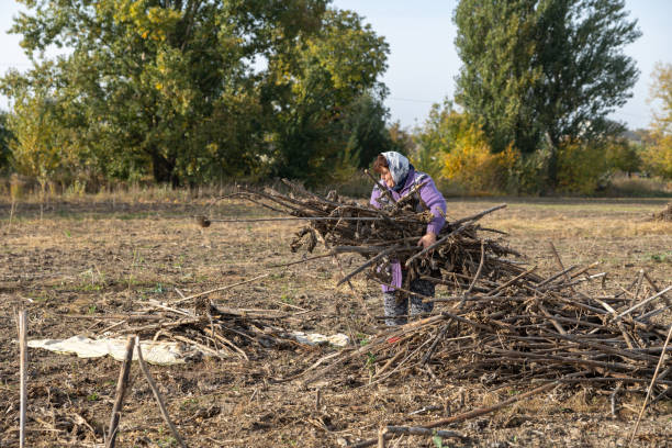 The mature woman clears a field of dry sunflower stems after harvesting. The mature woman collects dry stems from sunflowers after harvesting in an agricultural field. rag picker stock pictures, royalty-free photos & images