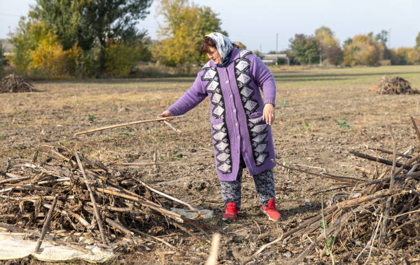 The mature woman clears a field of dry sunflower stems after harvesting. The mature woman collects dry stems from sunflowers after harvesting in an agricultural field. rag picker stock pictures, royalty-free photos & images