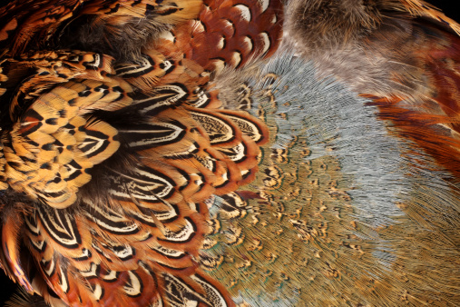 Macro photo of pheasant feathers