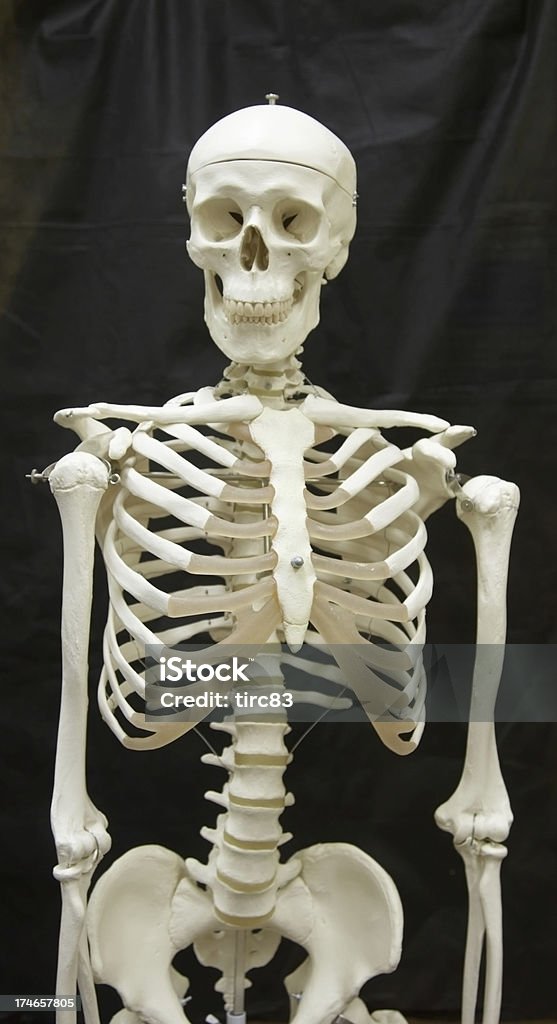 Esqueleto modelo médico - Foto de stock de Esqueleto humano libre de derechos