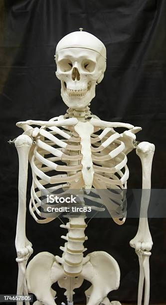 Esqueleto Modelo Médico Foto de stock y más banco de imágenes de Esqueleto humano - Esqueleto humano, Modelo, Colgar