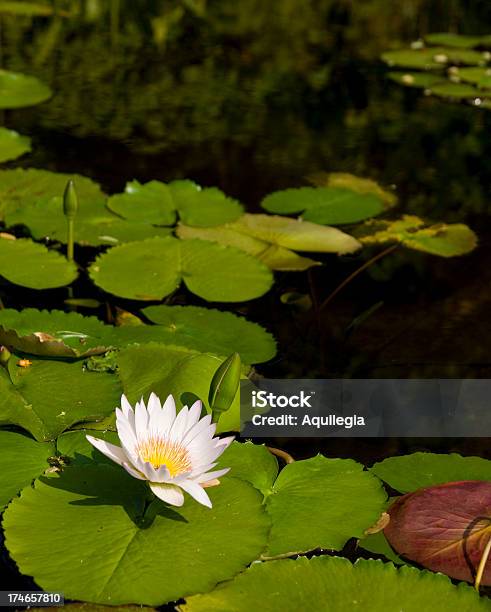 Ninfea Stagno - Fotografie stock e altre immagini di Asia - Asia, Bocciolo, Capolino