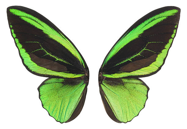 istock Butterfly Wings in Green and Black. Clipping Path. 174657896
