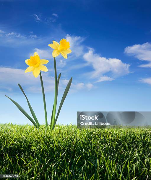 Daffodils Na Błękitne Niebo - zdjęcia stockowe i więcej obrazów Bez ludzi - Bez ludzi, Chmura, Dwa przedmioty