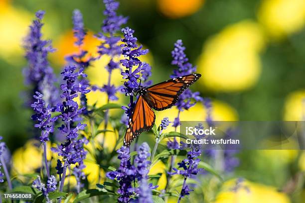 Butterfly Stockfoto und mehr Bilder von Blume - Blume, Blumenbeet, Fotografie