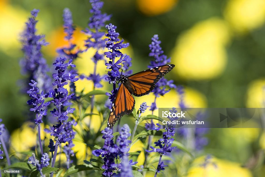 Papillon - Photo de Aile d'animal libre de droits