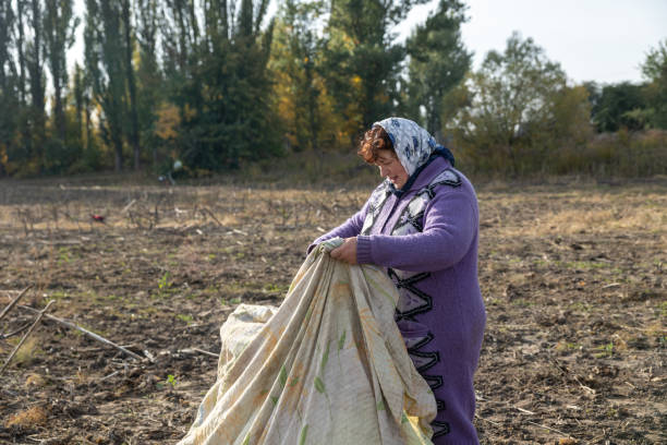 Mature woman working in an agricultural field. The mature woman spreads a blanket to collect dry sunflower stems after harvesting. rag picker stock pictures, royalty-free photos & images