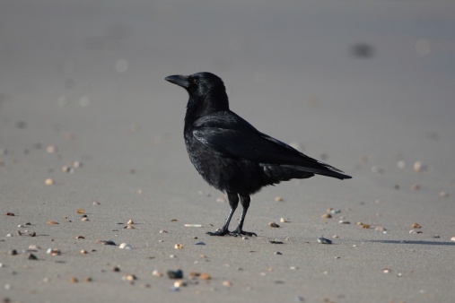 Crow on Beach