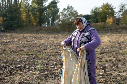 The mature woman spreads a blanket to collect dry sunflower stems after harvesting.