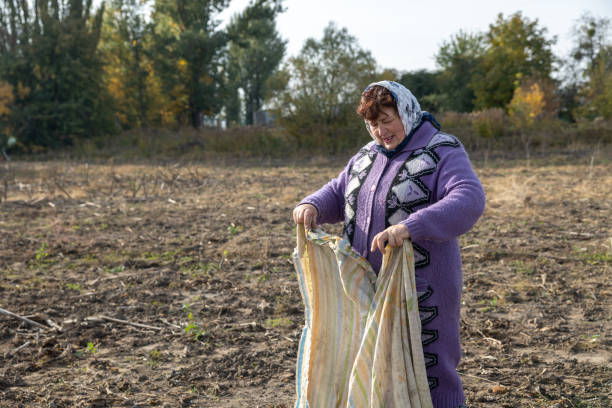 Mature woman working in an agricultural field. The mature woman spreads a blanket to collect dry sunflower stems after harvesting. rag picker stock pictures, royalty-free photos & images