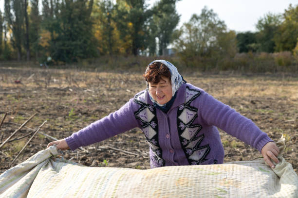 Mature woman working in an agricultural field. The mature woman spreads a blanket to collect dry sunflower stems after harvesting. rag picker stock pictures, royalty-free photos & images