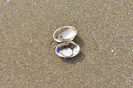 Broken white seas shell isolated in the sand as the sun sets.