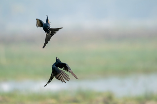 The black drongo is a small Asian passerine bird of the drongo family Dicruridae. It is a common resident breeder in much of tropical southern Asia from southwest Iran through Pakistan, India, Bangladesh and Sri Lanka east to southern China and Indonesia and accidental visitor of Japan.