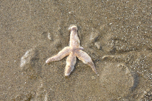 close up of a Starfish washed up on the sandy beach in Autumn
