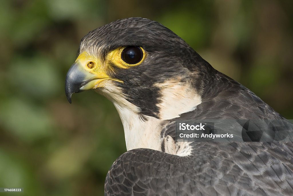 Wanderfalke (Falco peregrinus) - Lizenzfrei Einzelnes Tier Stock-Foto