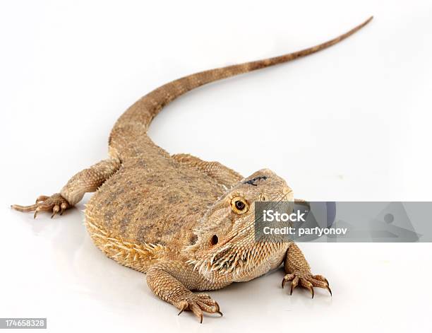 Lagarto Dragão Barbudo Central - Fotografias de stock e mais imagens de Dragão-de-barba - Dragão-de-barba, Fundo Branco, Animal