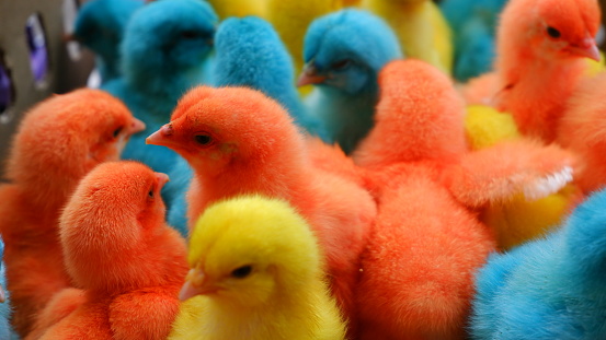 A group of small colorful chicken pets gathered and huddled together with beautiful feathers