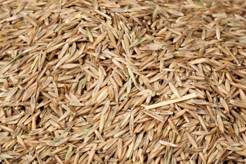 Close up shot of grass seed.
