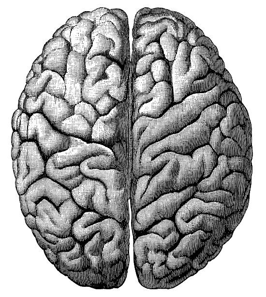 brain (isolated on white - engraved image illustrations stock-grafiken, -clipart, -cartoons und -symbole