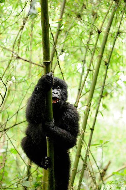 Lowland Gorilla, Miami Zoo