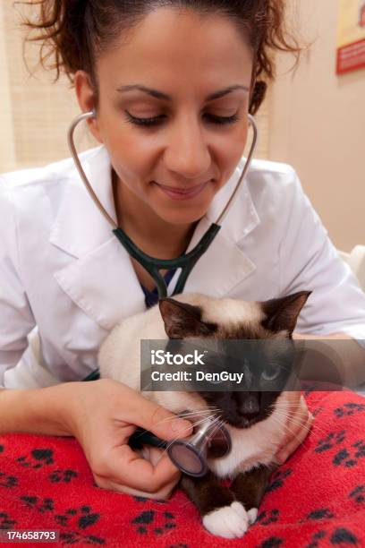 Photo libre de droit de Vétérinaire Femme Étudie Un Chat Siamois banque d'images et plus d'images libres de droit de Faune - Faune, Vétérinaire, Animaux de compagnie