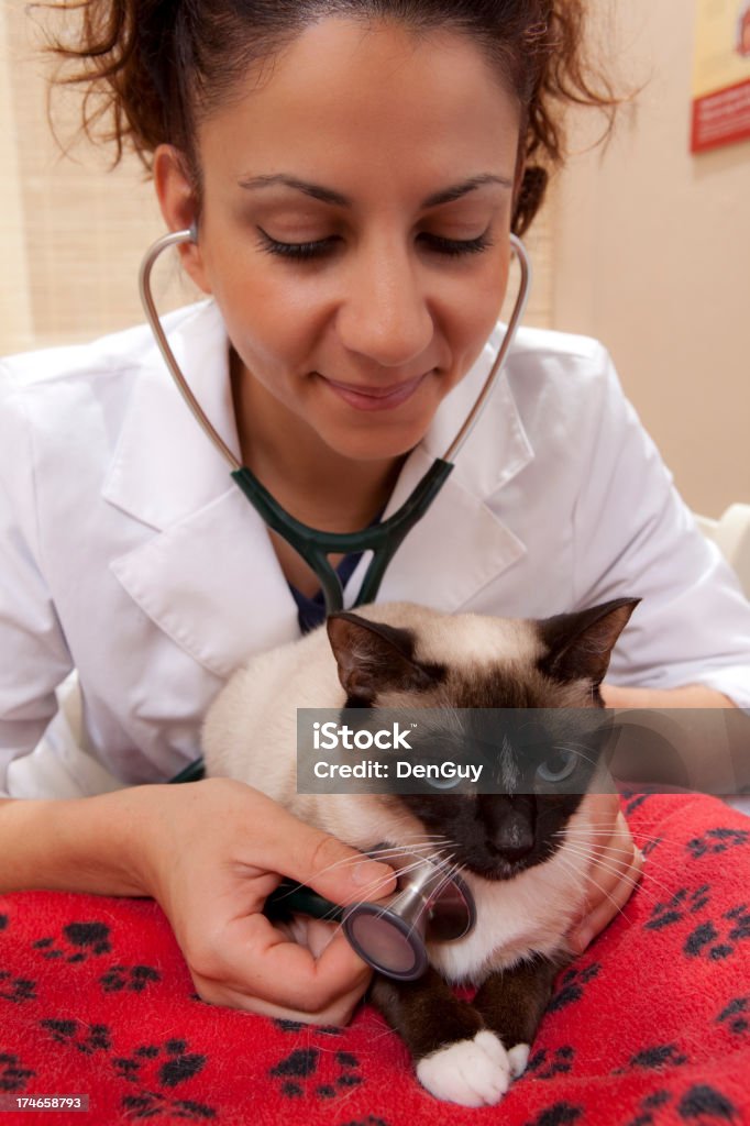 Feminino Veterinário examina um Gato siamês - Foto de stock de Animal royalty-free