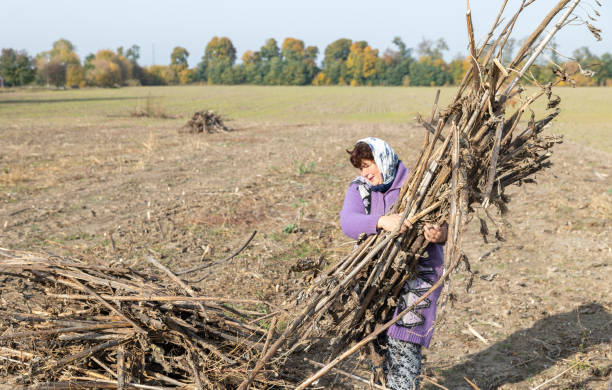 The mature woman clears a field of dry sunflower stems after harvesting. The mature woman collects dry stems from sunflowers after harvesting in an agricultural field. rag picker stock pictures, royalty-free photos & images