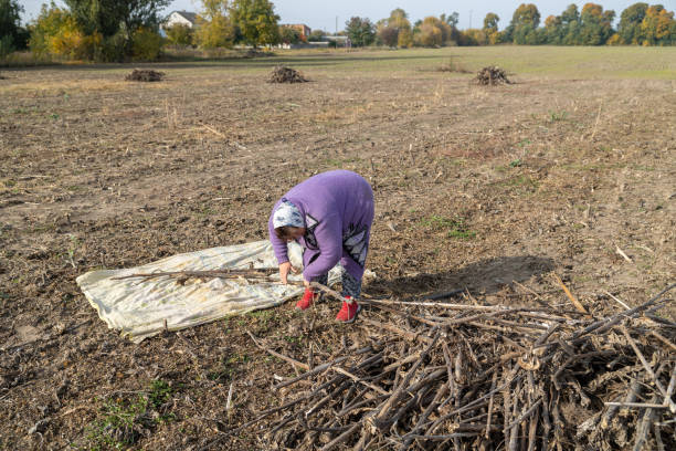 The mature woman clears a field of dry sunflower stems after harvesting. The mature woman collects dry stems from sunflowers after harvesting in an agricultural field. rag picker stock pictures, royalty-free photos & images