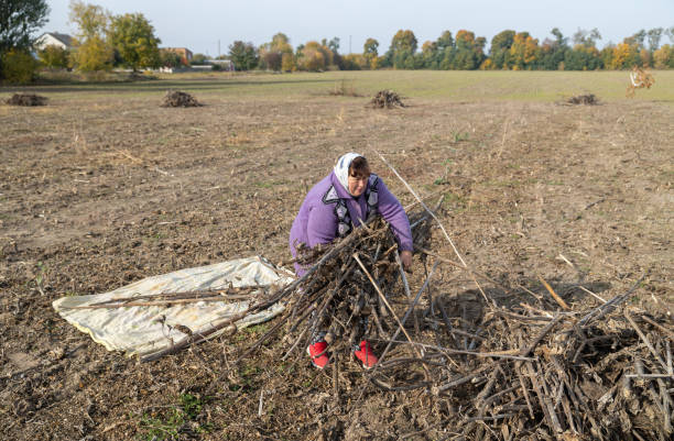 The mature woman clears a field of dry sunflower stems after harvesting. The mature woman collects dry stems from sunflowers after harvesting in an agricultural field. rag picker stock pictures, royalty-free photos & images