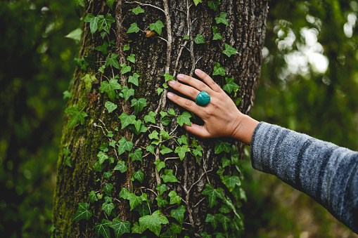 close up of a woman's hand touching the texture of old tree trunk.