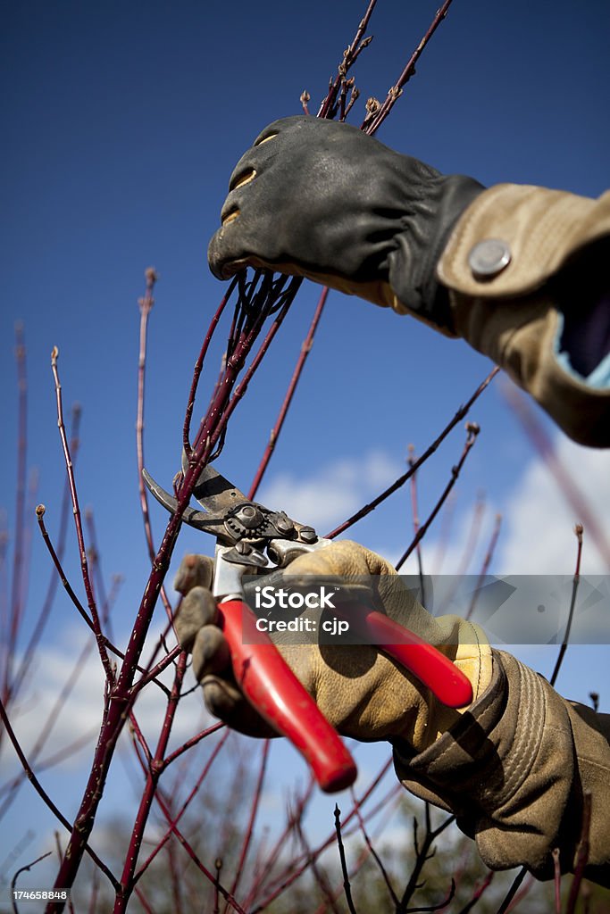 Di primavera Potatura - Foto stock royalty-free di Blu