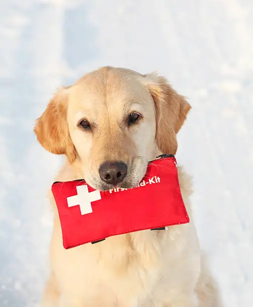 Golden Retriever in the snow holding First-Aid-Kit