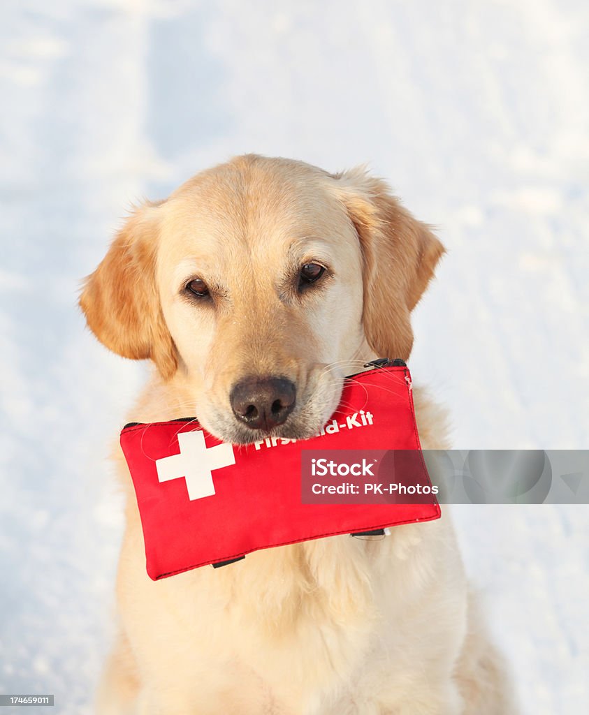Labrador Dourado segurando um Kit de primeiros socorros - Foto de stock de Animal de estimação royalty-free