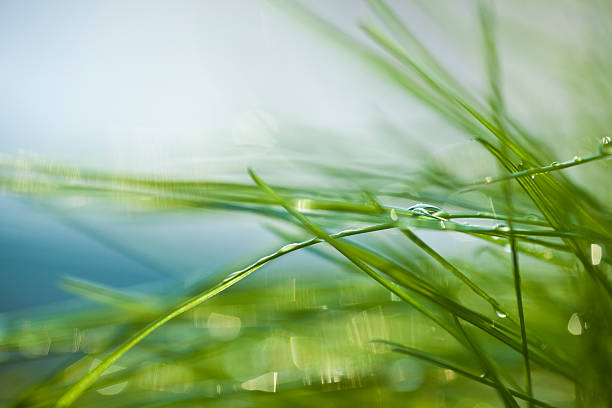 erba - grass water dew green foto e immagini stock