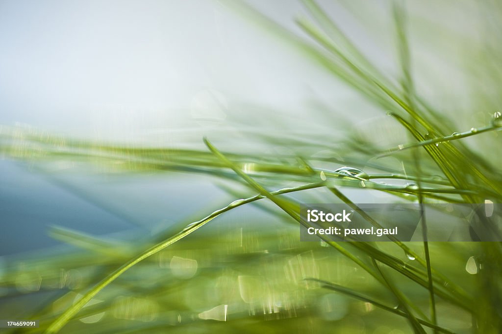 Grass Macrophotography Stock Photo