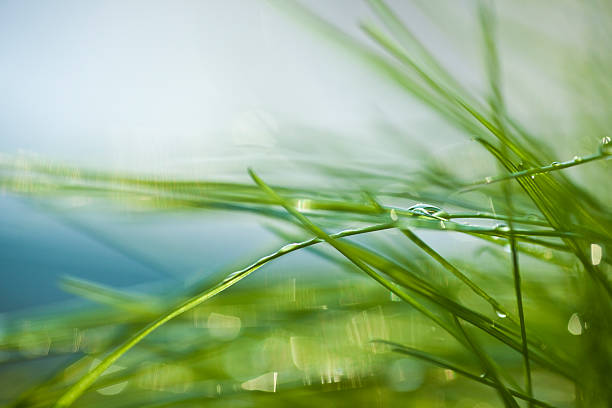 Grass Grass dew photos stock pictures, royalty-free photos & images