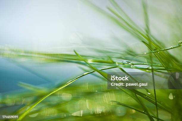 Grass Stock Photo - Download Image Now - Macrophotography, Nature, Grass