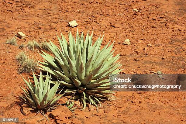 Agave Deserti Succulent Plant Stock Photo - Download Image Now - Agave Plant, Desert Area, Arid Climate