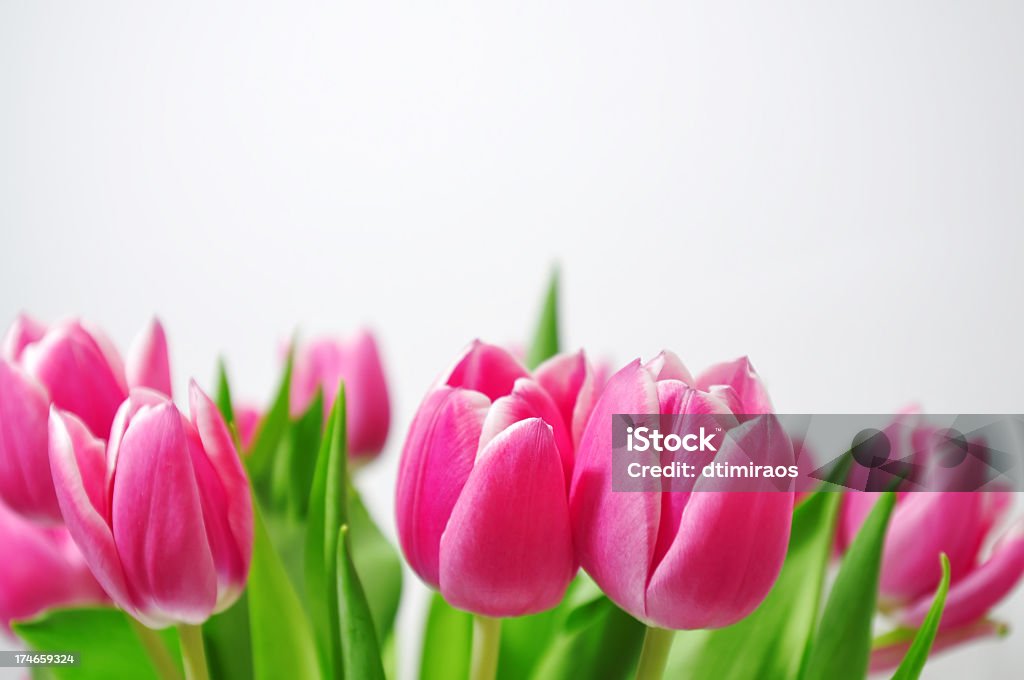 Tulipani - Foto stock royalty-free di Bouquet