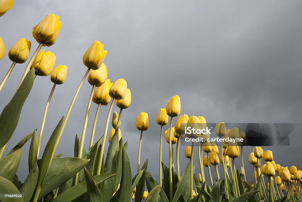 Belles tulipes du printemps - Photo de Agriculture libre de droits