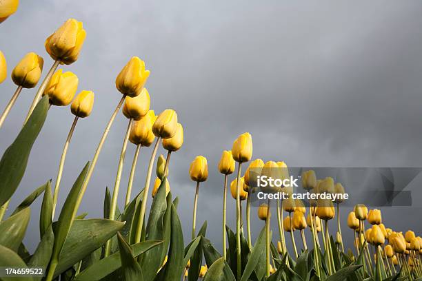 Photo libre de droit de Belles Tulipes Du Printemps banque d'images et plus d'images libres de droit de Agriculture - Agriculture, Avril, Beauté