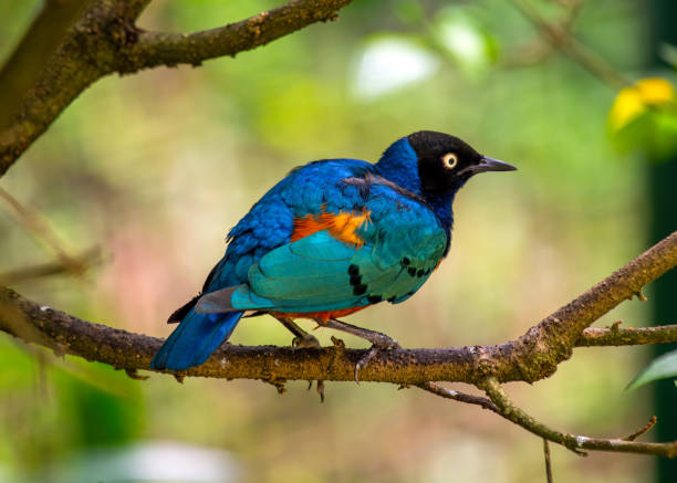 istock Superb Starling (Lamprotornis superbus)Superb Starling (Lamprotornis superbus) Outdoors 1746597262