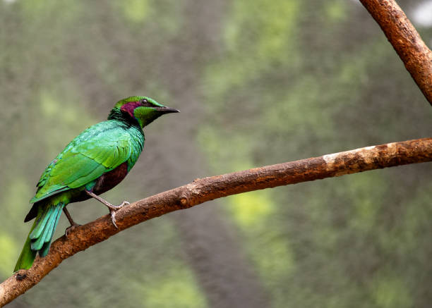 istock Splendid Starling (Lamprotornis splendidus) Outdoors 1746597437