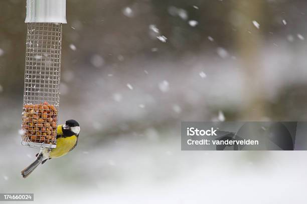 Kohlmeise Füttern In Einem Schneesturm Stockfoto und mehr Bilder von Füttern - Füttern, Vogelfutterspender, Winter