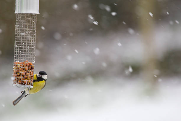 istock Great Tit Feeding In A Snowstorm 174660024