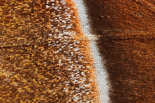detalhe de uma borboleta asa-attacus atlas - saturn moth imagens e fotografias de stock