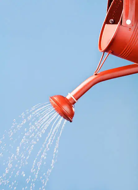 An old-fashioned red metal watering can tilted for pouring and sprinkling flowing spraying water, against a sky blue background. An essential piece of gardening equipment, this tool waters garden plants evenly with a gentle stream. Partial side view, cropped for composition in the vertical image frame, with no people.