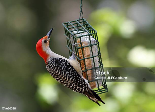 Redbellied Woodpecker - zdjęcia stockowe i więcej obrazów Łój - Łój, Czerwony Bellied Woodpecker, Ptak